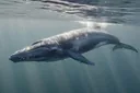 Blue Whale Habitat