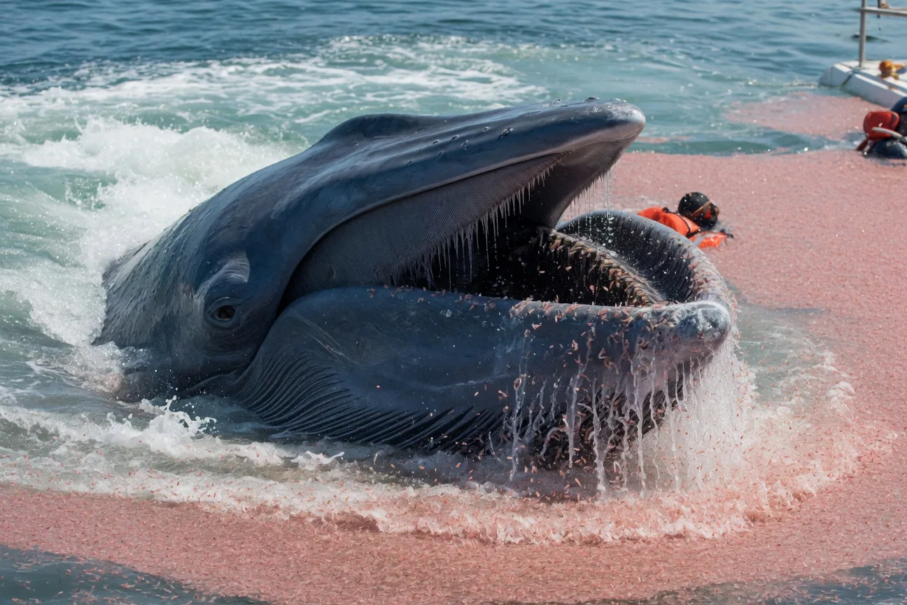Blue whale opening its enormous mouth to feed on krill, baleen plates visible