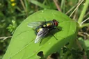 4 Stages in the Life Cycle of a Bottle Fly: Explained in Detail