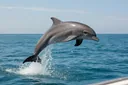 Interesting Facts About the Adaptation of a Bottlenose Dolphin