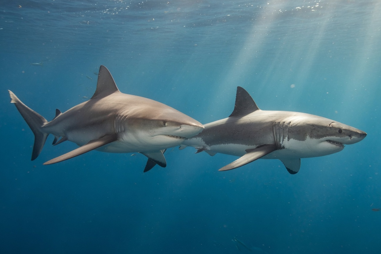 A bull shark and a great white shark swim side by side in blue ocean water with sunlight filtering from above.