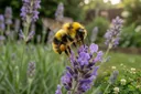 Dumbfounding Facts About Bumblebees