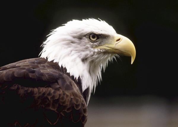 Bald eagle perched, showing white head and yellow beak