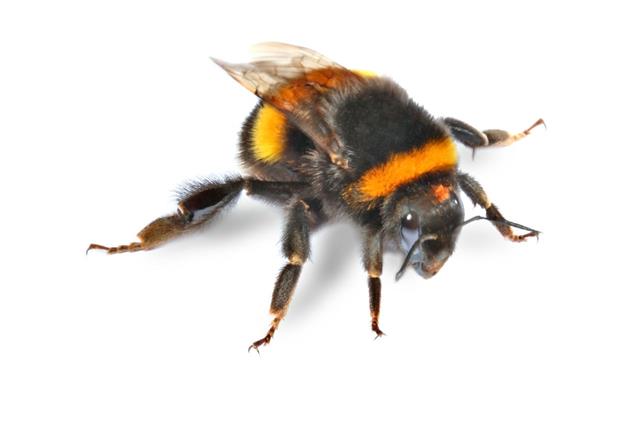 Bumblebee in flight showing its three pairs of legs and pollen baskets