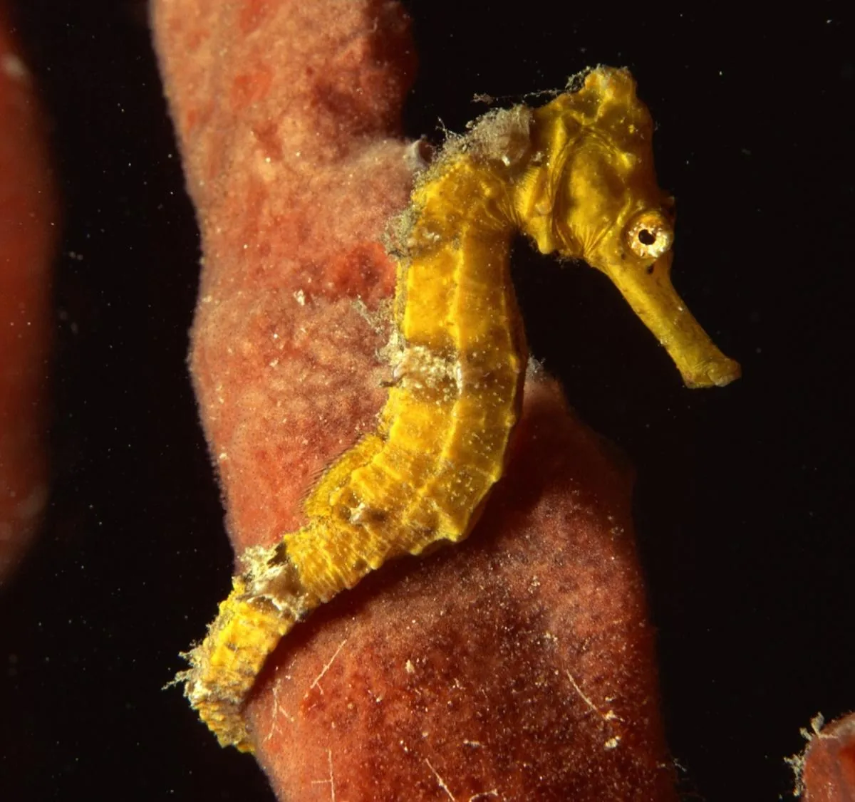 Golden seahorse anchored to coral