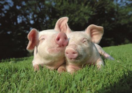 Piglets lazing