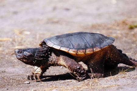 Common snapping turtle with relatively smooth carapace