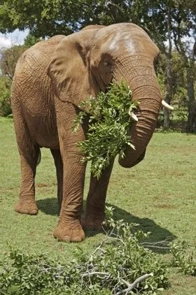 African elephant consuming leaves from a branch
