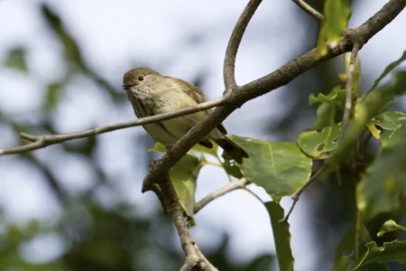 Brown Thornbill (Acanthiza pusilla archibaldi)