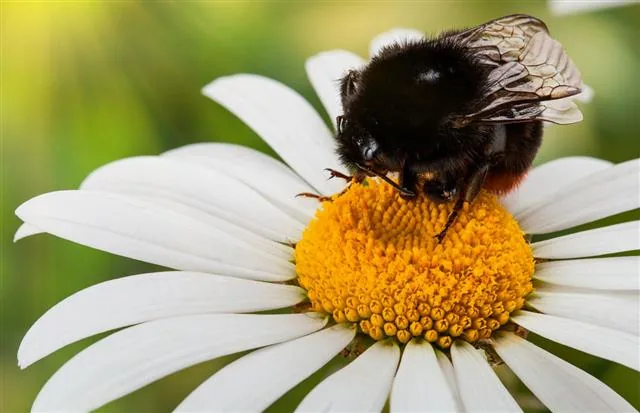 A bumblebee resting gently on a flower