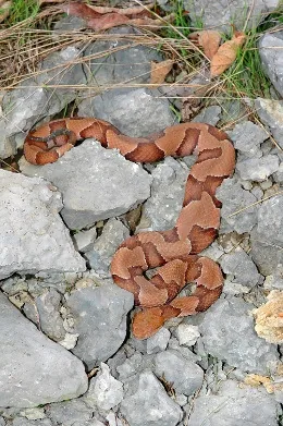 Copperhead snake body showing distinctive hourglass-shaped bands