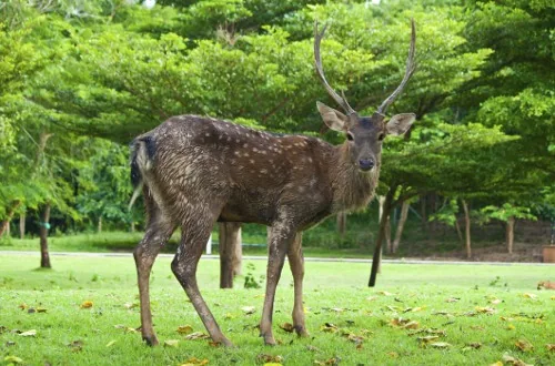 A sika deer from East Asia