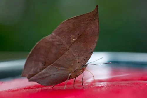 Dead leaf butterfly with wings closed, looking like a dry leaf