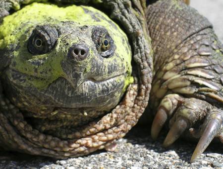 Snapping turtle showing powerful beak-like jaws and strong claws