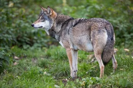 Gray wolf (Canis lupus) showing its thick fur and alert expression