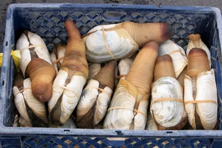 Geoduck Clam, world's largest burrowing clam with a very long siphon
