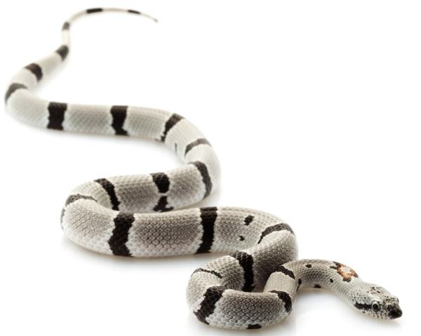Gray-banded Kingsnake, a nonvenomous snake