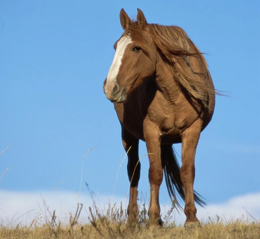 A brown Mustang horse in the wild