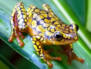 Harlequin poison dart frog - Oophaga histrionica