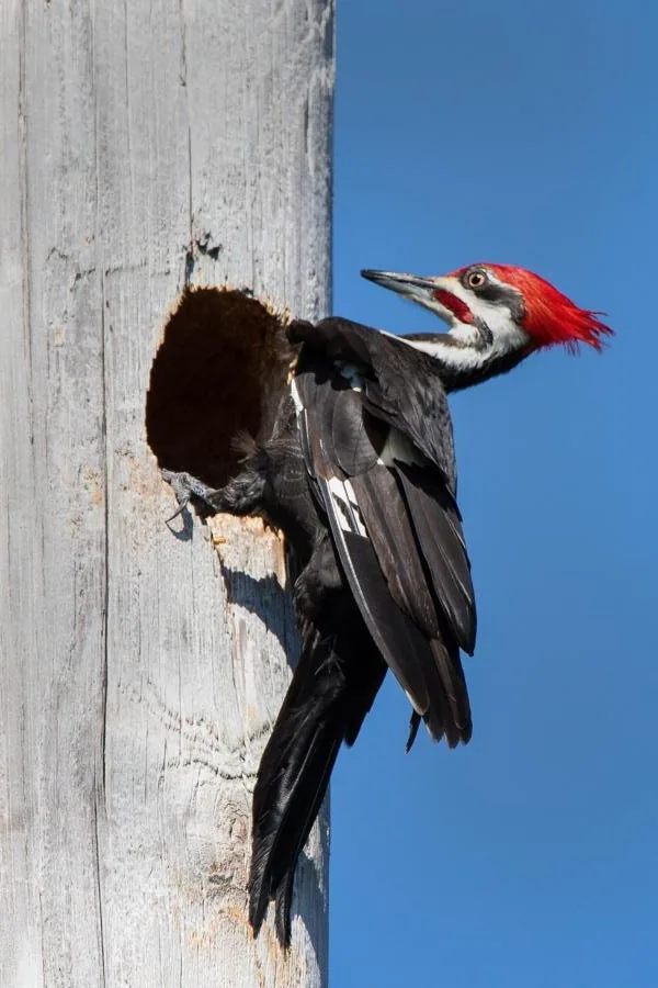 A woodpecker clinging to a tree trunk