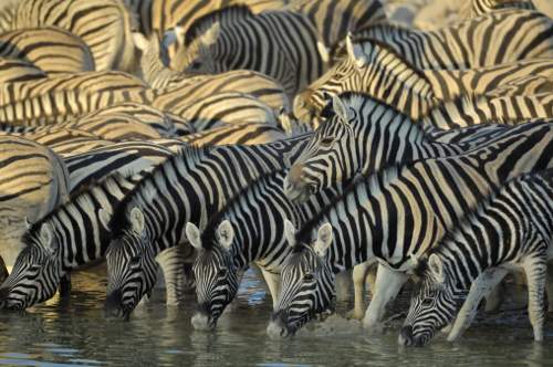 Zebra herd with dazzling striped pattern