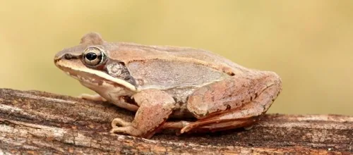 Wood frog - Lithobates sylvaticus