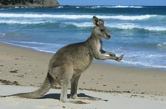A kangaroo on open ground