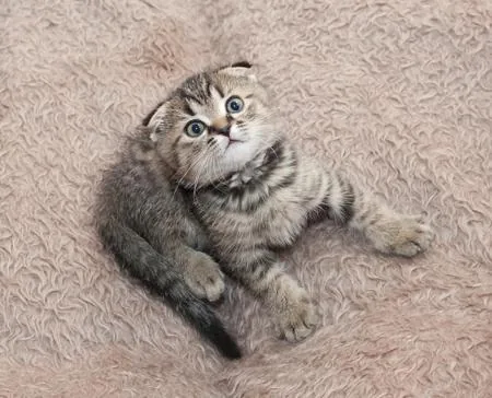 Small tabby kitten
