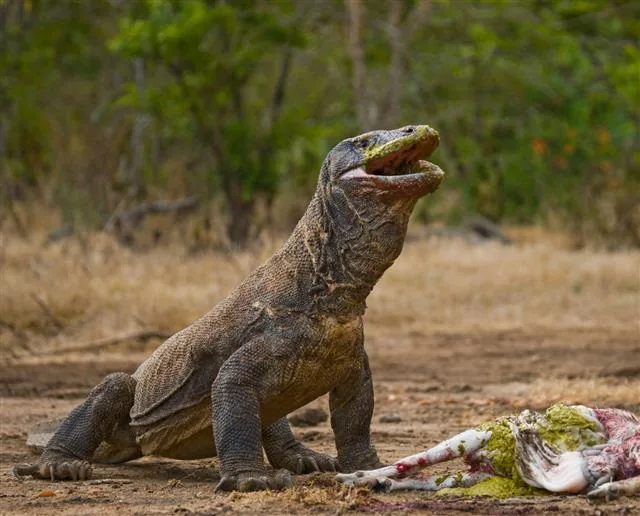 Komodo dragon with open mouth showing teeth