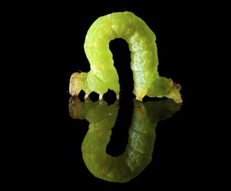 Inchworm mid-loop on a stem