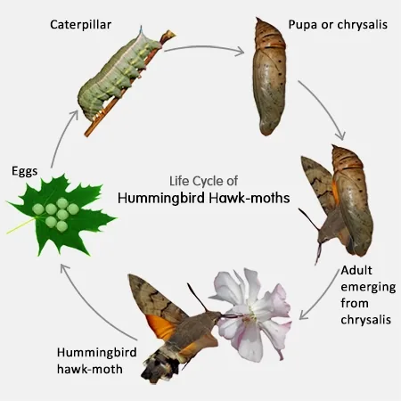 Diagram showing the four life cycle stages of a hummingbird hawk-moth in a circle: eggs on a leaf, green caterpillar larva, brown pupa chrysalis, and adult hawk-moth