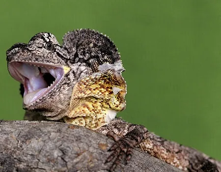 Frill-necked lizard with its dramatic neck frill displayed, native to Australia