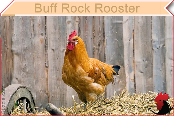 Buff Rock Rooster chicken