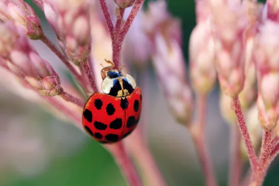 A red seven-spotted ladybug resting on a flower