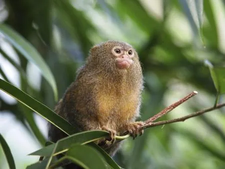 Pygmy marmoset monkey perched on a branch