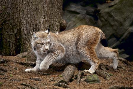 Bobcat (Lynx rufus)