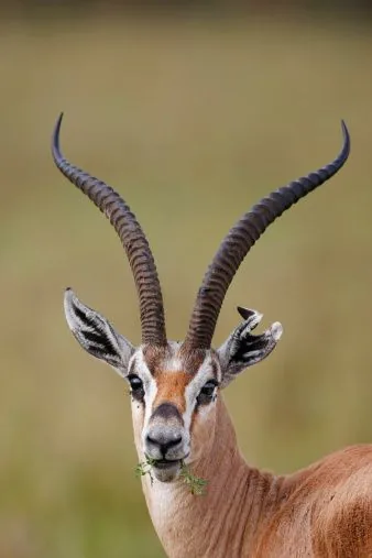 Impala antelope