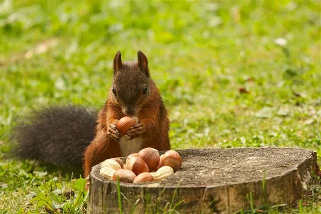 A squirrel eating nuts while perched on a tree stump.
