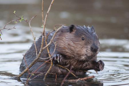 Beaver in water
