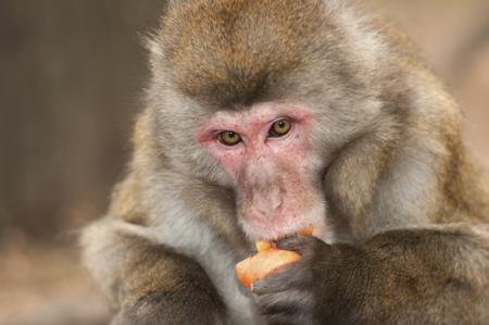 Macaque monkey holding food in its hand to eat
