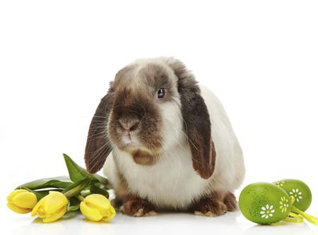 Easter rabbit
