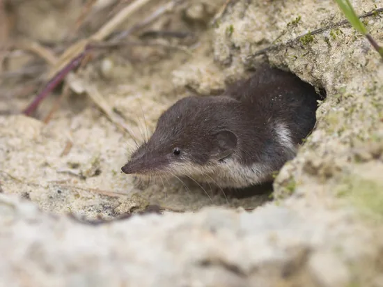 Shrew