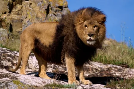 A lion standing tall showing its powerful build and golden coat