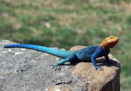 An African agama lizard basking on a sun-warmed rock in its natural habitat