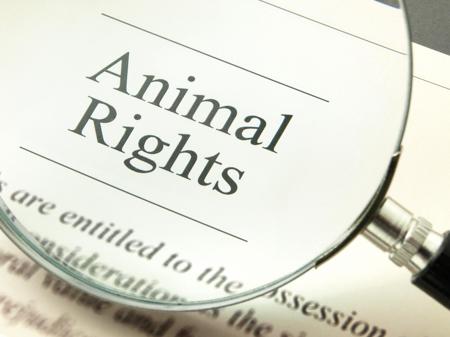 A raised fist holding a sign reading 'Animal Rights' at a peaceful rally, bold colors against a clear sky.