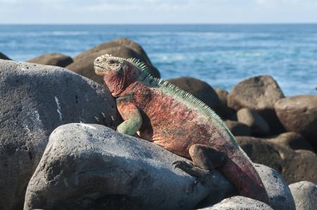 A colorful Galápagos marine iguana with red and green scales basking on dark volcanic rocks beside the blue ocean.