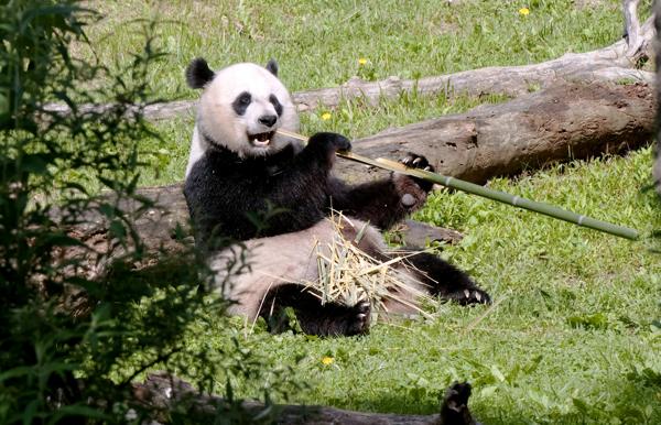 A giant panda eating bamboo
