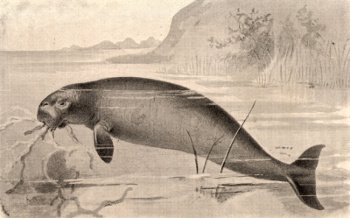 Steller's sea cow illustration, a giant marine mammal of the North Pacific