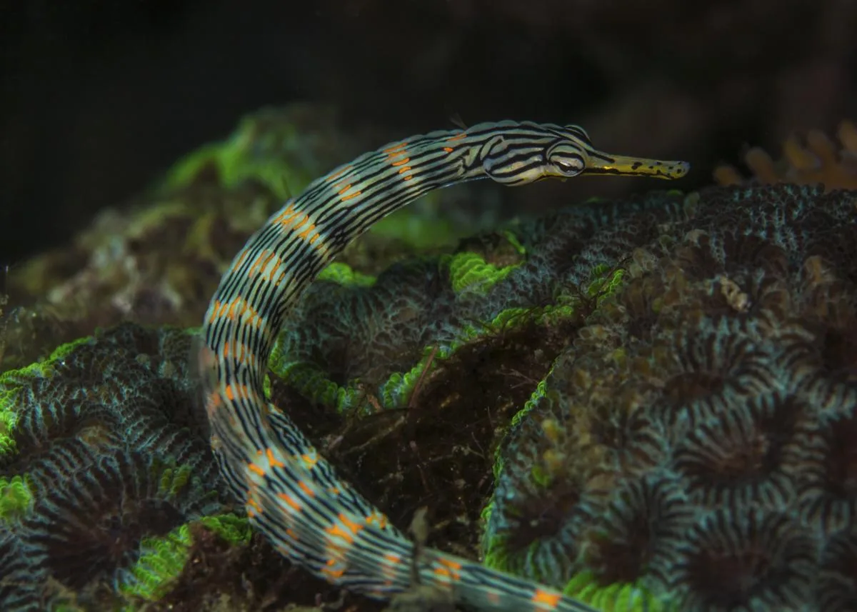 Messmate banded pipefish