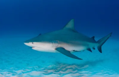 Bull shark swimming in ocean shallows